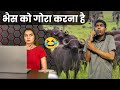 भैंस को गोरा करना है। Customer care comedy chalu Vinay Kumar shayari || fun friend india ||