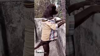 LABMARNER TOP 1 DANGEROUS DOG IN INDIA VERY POWERFUL AND VERY AGGRESSIVE NAMELY(DON😈)|| #shorts