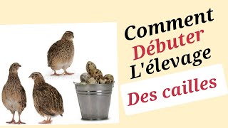 comment débuter l'élevage des cailles