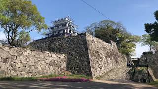 福岡城、舞鶴公園の桜🌸