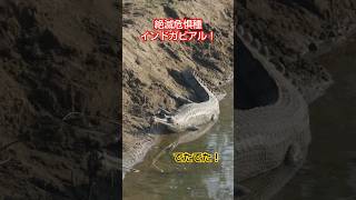 モンスターを守ろう！絶滅危惧種インドガビアル！口に魚網が...Gharial, Gavialis gangeticus 加藤英明【公式】かとチャン