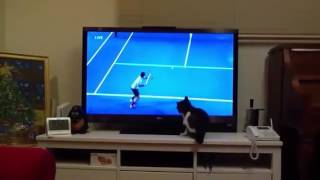 wanna play tennis?