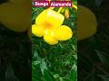 BUNGA ALAMANDA TEROMPET EMAS #tumbuhan #tanaman #bunga #alamanda