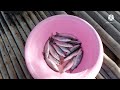 วางอวนปลากระบอก ในคลองธรรมชาติ..laying mullet nets..ep.5 ตาเอ๊ะ ปากคลองจันทบุรี ta eh pak khlong