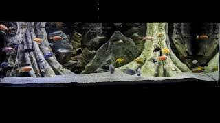 Realistic 3D Aquarium Backgrounds - Trees, roots, and rocks aquarium backgrounds - Aquadecor
