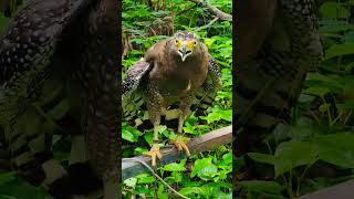 ShortToe Serpent Eagle (A1)