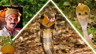 spectacled Cobra (Naja Naja) भारतीय कोबरा का पूरा इतिहास full history of the Indian cobra | Big four