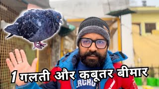 सर्दी में कबूतर बीमार क्यों हो जाते है | Sust kabootar ka ilaj 100%