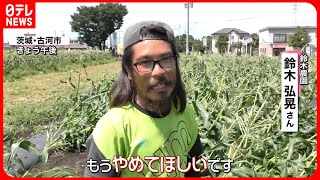 【大気不安定】とうもろこしが強風などでなぎ倒される　30日以降“警報級の大雨”に警戒を