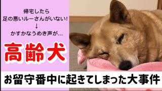 【高齢犬のお留守番で起きてしまった大事件】あと数時間帰るのが遅かったらと考えるとゾッとする経験談…