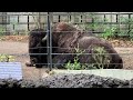 アメリカバイソンのようすです。【2023年5月29日】【上野動物園】