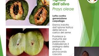 Difesa dell'#oliveto ad alta densità