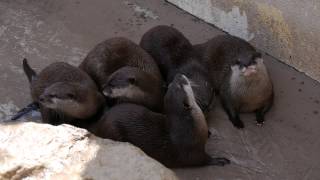 ご飯待ちのコツメカワウソ(アドベンチャーワールド)