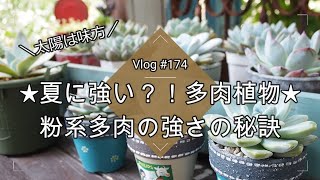 【Vlog174】【多肉植物】夏に強い！粉系多肉の強さの秘訣【ラウイやラウリンゼなど】