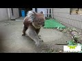 【天王寺動物園】アーク父ちゃんいってらっしゃ〜い！