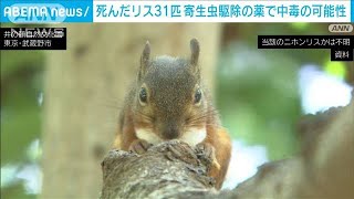 井の頭自然文化園のニホンリス31匹死ぬ　寄生虫駆除の薬で中毒か　東京・武蔵野市(2023年12月12日)