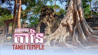 ប្រាសាទតានៃ - Ta Nei Temple | ជាមួយភាពស្ងប់ស្ងាត់និងភាពស្រស់ស្អាត [E244]