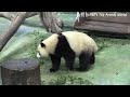 圓寶吃飽喝足，跑到棲架上耍廢，圓寶模樣超可愛 熊貓貓熊the giant panda yuan yuan and yuan bao 台北市立動物園