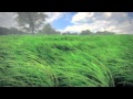 Grass Meadow Blender Cycles Nature