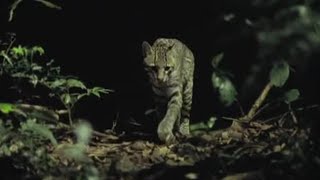 Paparazzi Animals on the Hunt | Jungle Nights | BBC Earth