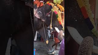 Puthankulam Ananthakrishnan # Mass Entry in Asramam Sreekrishna Swami Temple# Elephants in Kerala#