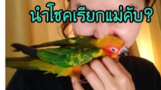 ซันคอนัวร์พูดได้ / ลูกป้อนซันคอนัวร์ / Sun conure