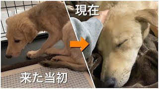 怖がりで触ることもできなかった犬が少しずつ変化していく4ヶ月間の記録