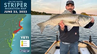Striper Migration Report | June 23, 2023