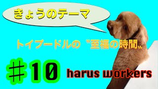 トイプードルはブラッシングが大好き・トイプーはるくんToyPoodle♯10harus workers（ハルズワーカーズ）