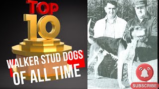 Top 10 Treeing Walker Studs of All Time!