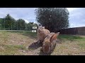 vr 360° a rabbit that won t leave its parent rabbit because it s afraid of humans.