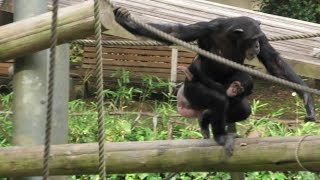 今日はサクラ叔母ちゃんによく捕まる！イブキ　Aunt Sakura caught me several times today!  by Ibuki  チンパンジー　多摩動物公園