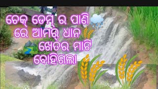 🏞️🏞️ ।।ଚେକ୍ ଡେମ୍ ର ପାଣି ରେ ଧାନ ଡୁଲି ଭାସିଗଲା ।। 🏞️🏞️