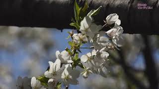 多摩川 等々力土手の桜並木