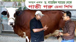 আসুন ড.বায়েজীদ স্যারের থেকে গাভী গরু চেনা শিখি । গরুর খামার, গরু পালন, Cow Farm in Bangladesh