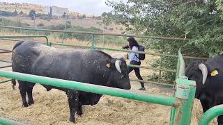 XLVIII Concurso Subasta Nacional de Raza Avileña-Negra Ibérica