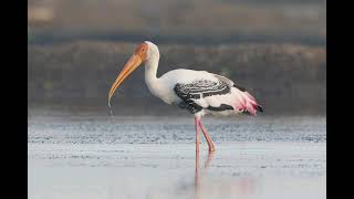 Painted stork sounds