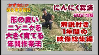 形の良いにんにくを大きく育てる栽培方法～１年間のダイジェスト総集編：にんにく栽培2021年版