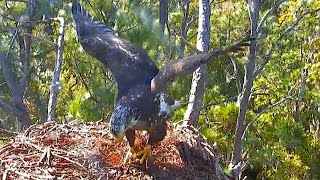 Pine Cone Play Time! AEF Welaka Eagle Cam 11.13.19