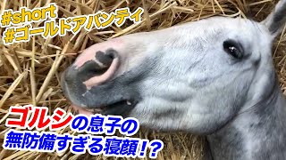 完全無防備状態のゴールドシップの息子に、近づいてみた結果･･･ｗｗｗ