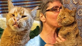 No One Wanted a Creepy Shelter Cat, But This Woman Changed His Life Forever!