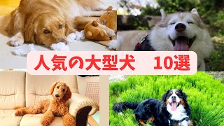 人気の大型犬　10選