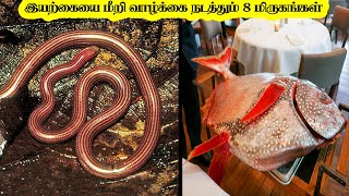 இயற்கைக்கு எதிராக வாழ்க்கை நடத்தும் 8 மிருகங்கள்