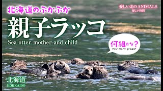 How many groups? Sea otter mother and child floating in Hokkaido