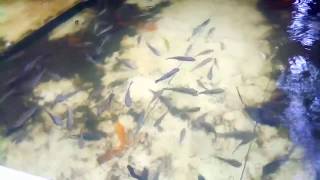 পাকা ট্যাংকে মাছ চাষ আধুনিক প্রযুক্তি ছাড়া /Fish Farming in cement tank without Modern Technology