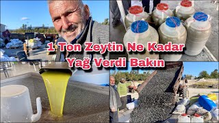 1 Ton Zeytinden Bakın Ne Kadar Zeytinyağı Çıktı ? Osmaniye Sumbas