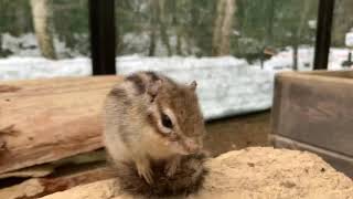 リスの森（岐阜県高山市）へ行ってみた！