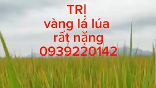 TRỊ vàng lá lúa,do nhiều yếu tố.0939220142.#nguyễnngào.