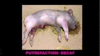 Estimating Post Mortem Interval, part 2 - Stage Two of Decay (Bloat)
