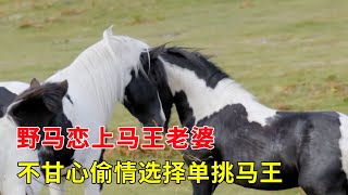 After the wild horse fell in love with the horse king's wife, he challenged the horse king